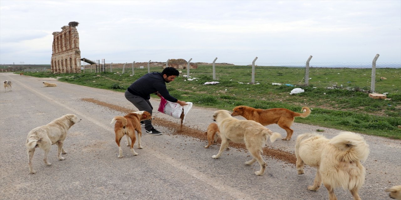 Edirneli hayvansever sahipsiz hayvanları besliyor.