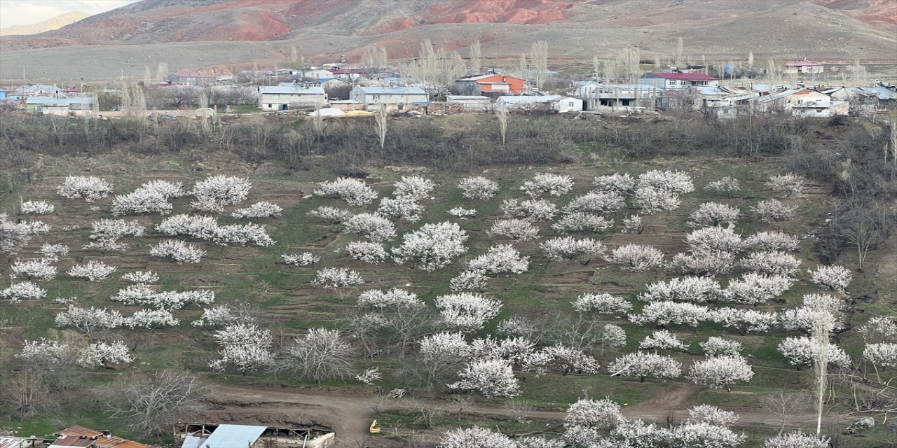 Kağızman kayısısı ağaçları çiçek açtı