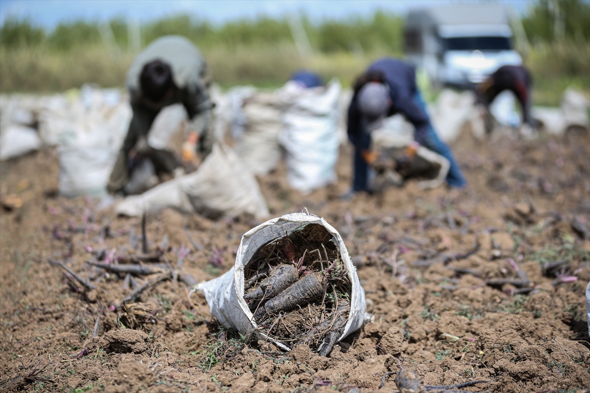 Depremin vurduğu Hatay'ın tescilli siyah havucunda rekolte artışı bekleniyor
