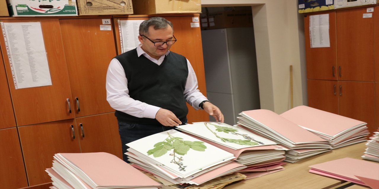 Erzincan'daki "herbaryum" araştırmacılara rehber oluyor.