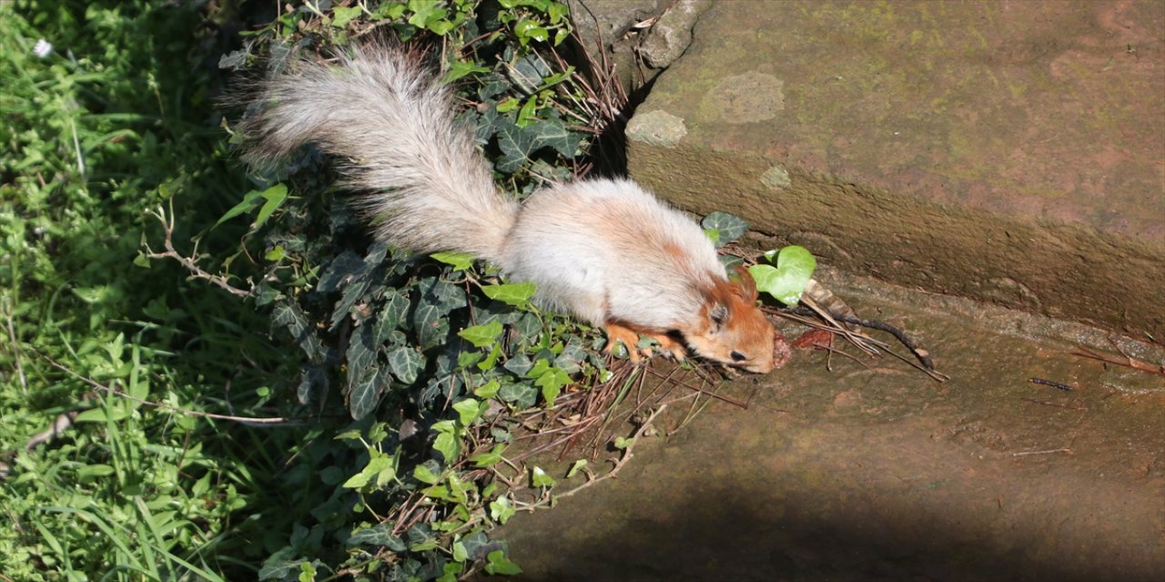 Trabzon'da minik sincap beslenirken görüntülendi.