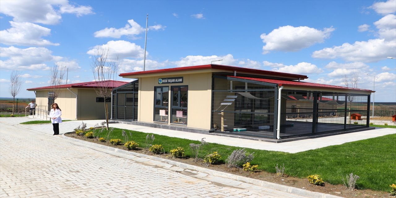 Tekirdağ'da "Sahipsiz Hayvan Geçici Bakımevi" açıldı
