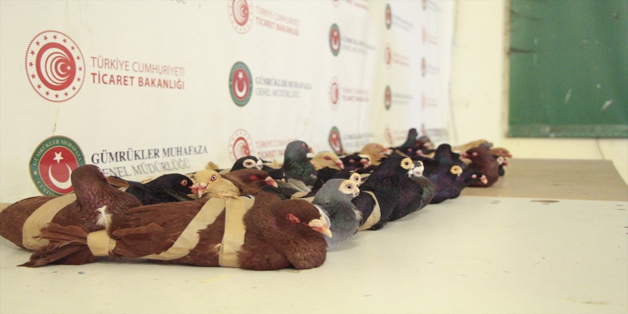 Kapıkule Gümrük Kapısı'nda 44 güvercin ele geçirildi.