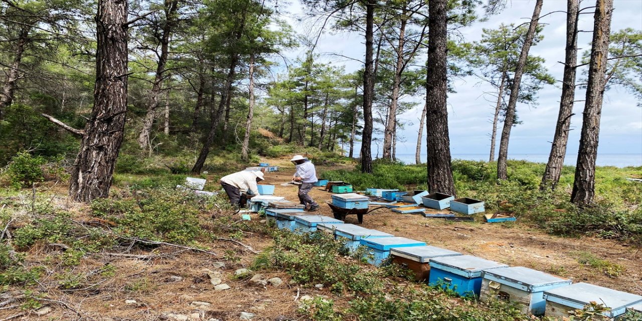 Çiçek balı arıcıları ballarını hasat etmeye başladı.