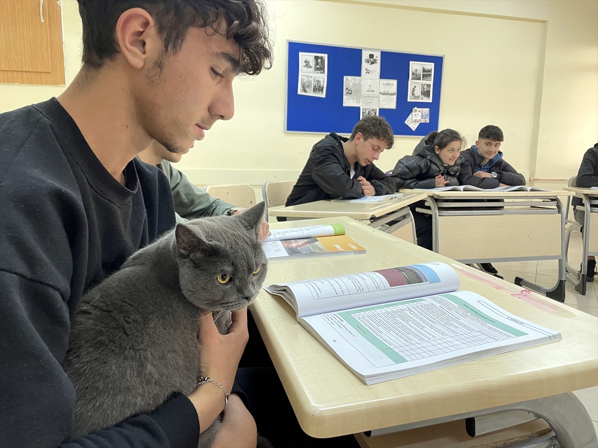 Matematik öğretmeninin kedisi "Başkan"ı lise öğrencileri çok sevdi