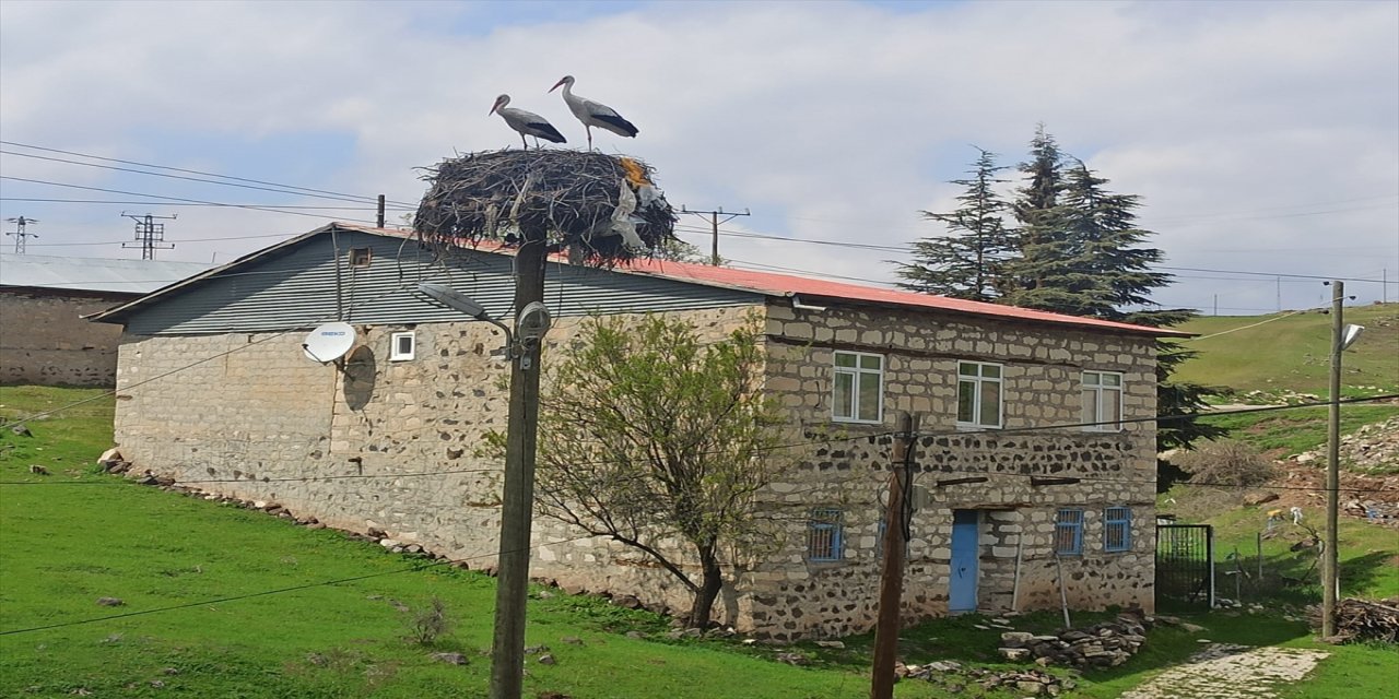 Baharın müjdecisi leylekler Tunceli'de yuvalarını kurmaya başladı.