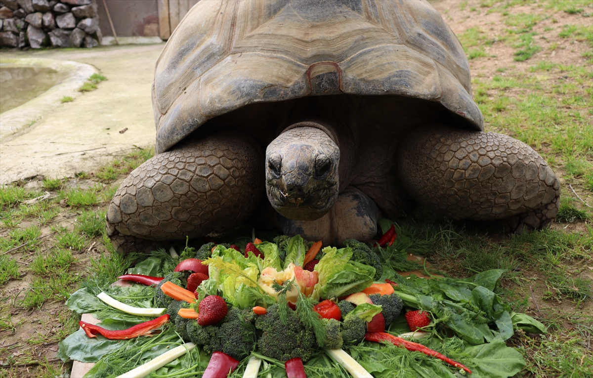 Darıca'nın en yaşlı sakini  "Tuki" 103 yaşına girdi