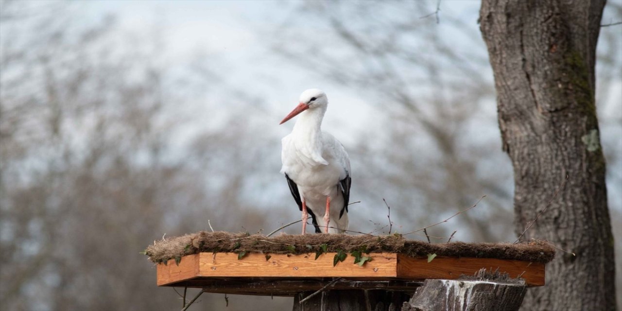 Göç yolculuğuna devam edemeyen leylekler için yuvalar kuruldu.