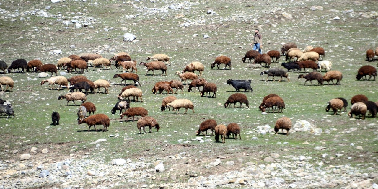 Kars'ta hayvanlar meralarda otlamaya, dolaşmaya başladı.