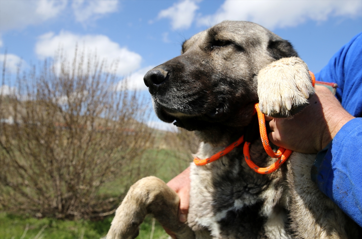 TİGEM'den safkan Kangal köpeği satın almak için en az 1 yıl bekliyorlar