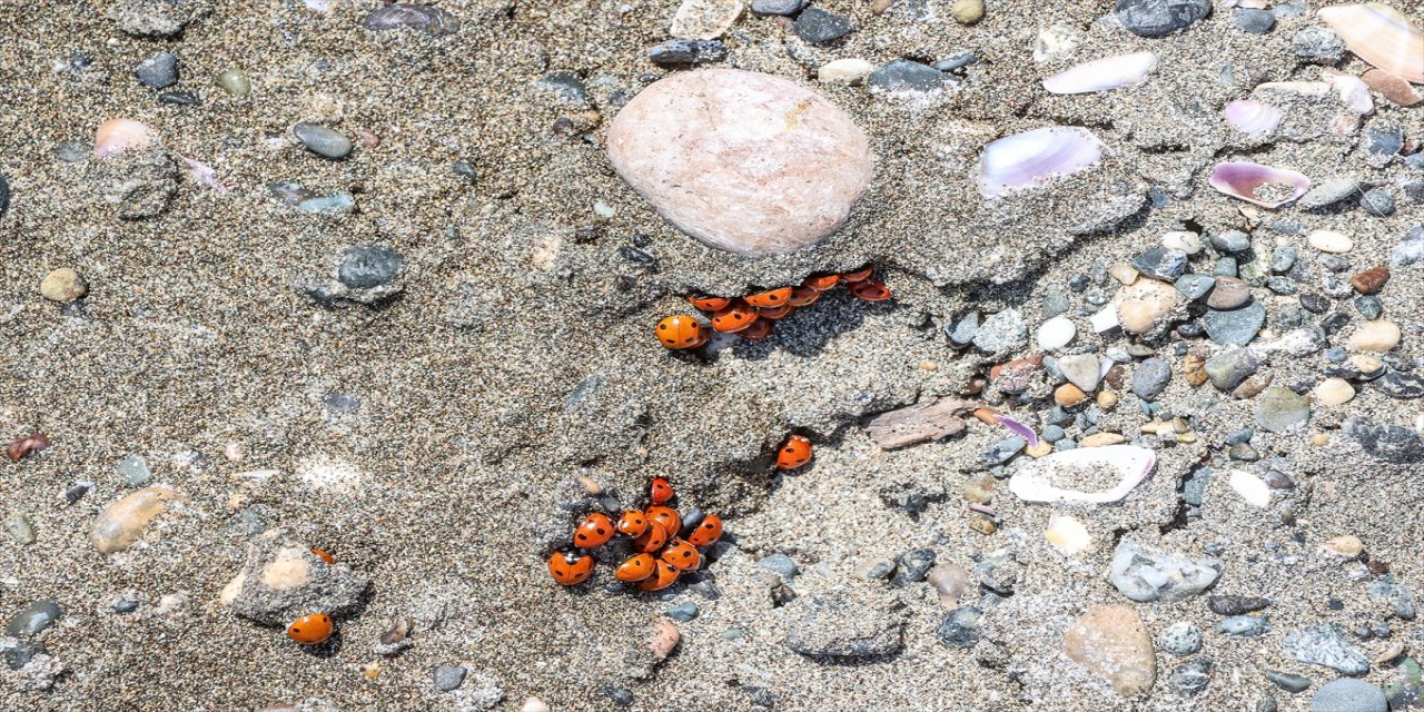 Deniz kaplumbağalarının yumurtlama alanında uğur böceği yoğunluğu.