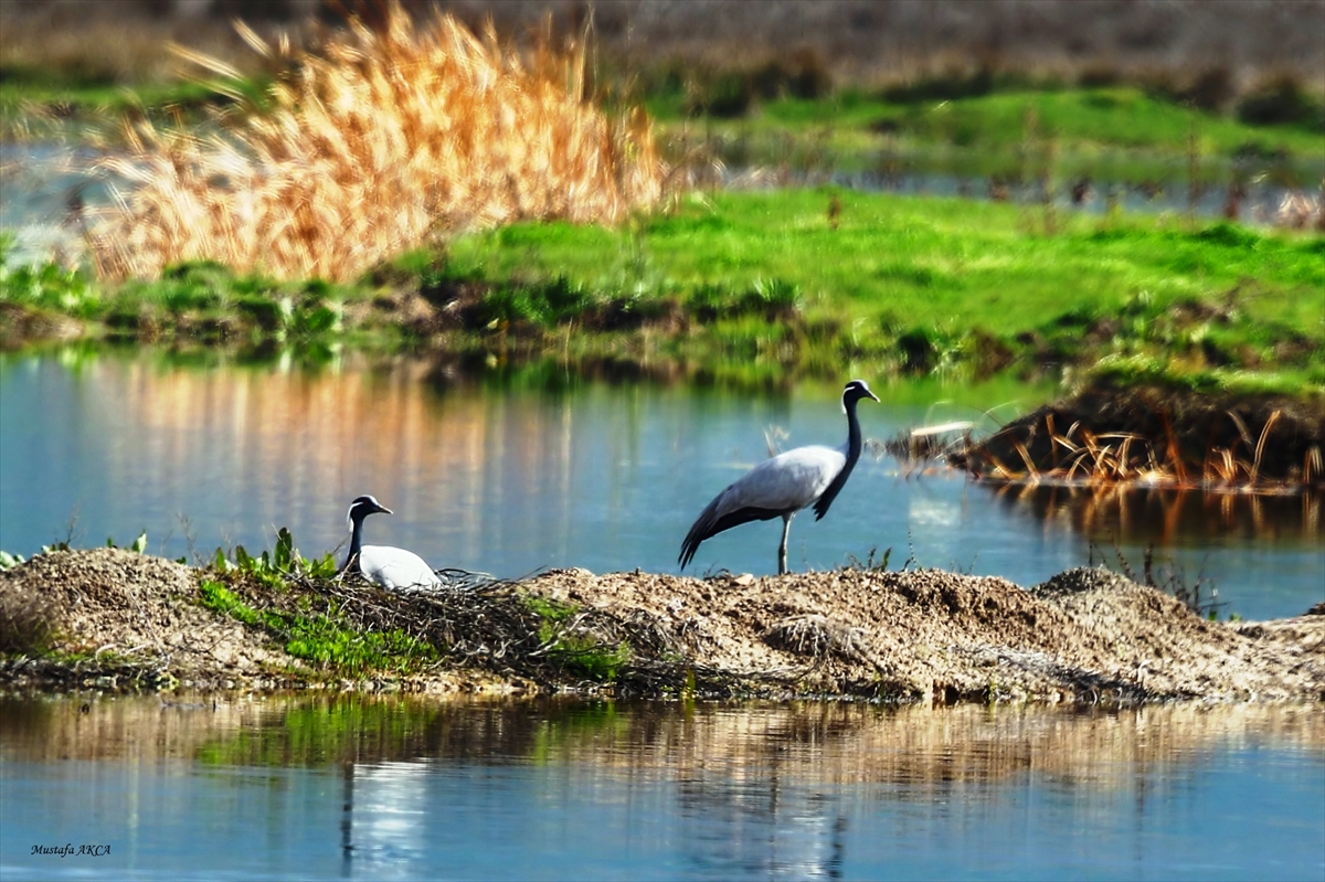 Türkülere konu olan telli turnalar Amasya'da görüntülendi