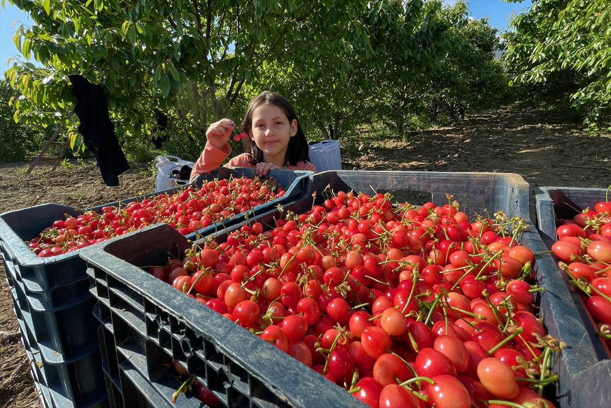 Manisa'da sezonun ilk kirazı, kilogramı 800 liradan satıldı