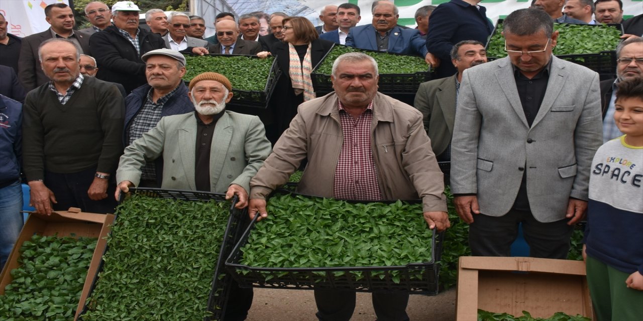 Gaziantep'te çiftçilere 2 milyon fide dağıtıldı.