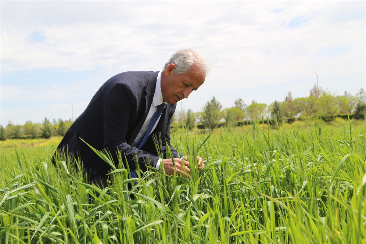 Şanlıurfalı hububat üreticilerini soni yağışlar umutlandırdı
