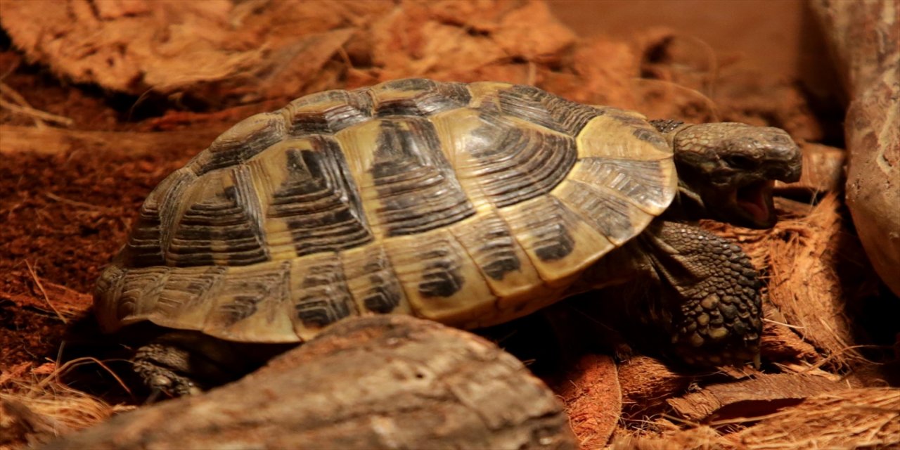Zagreb'de 60 farklı sürüngenin gösterildiği sergi açıldı.