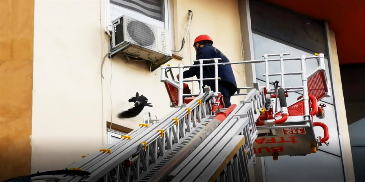 Bursa'da ayaklarına ip dolanan 2 karga itfaiye tarafından kurtarıldı.