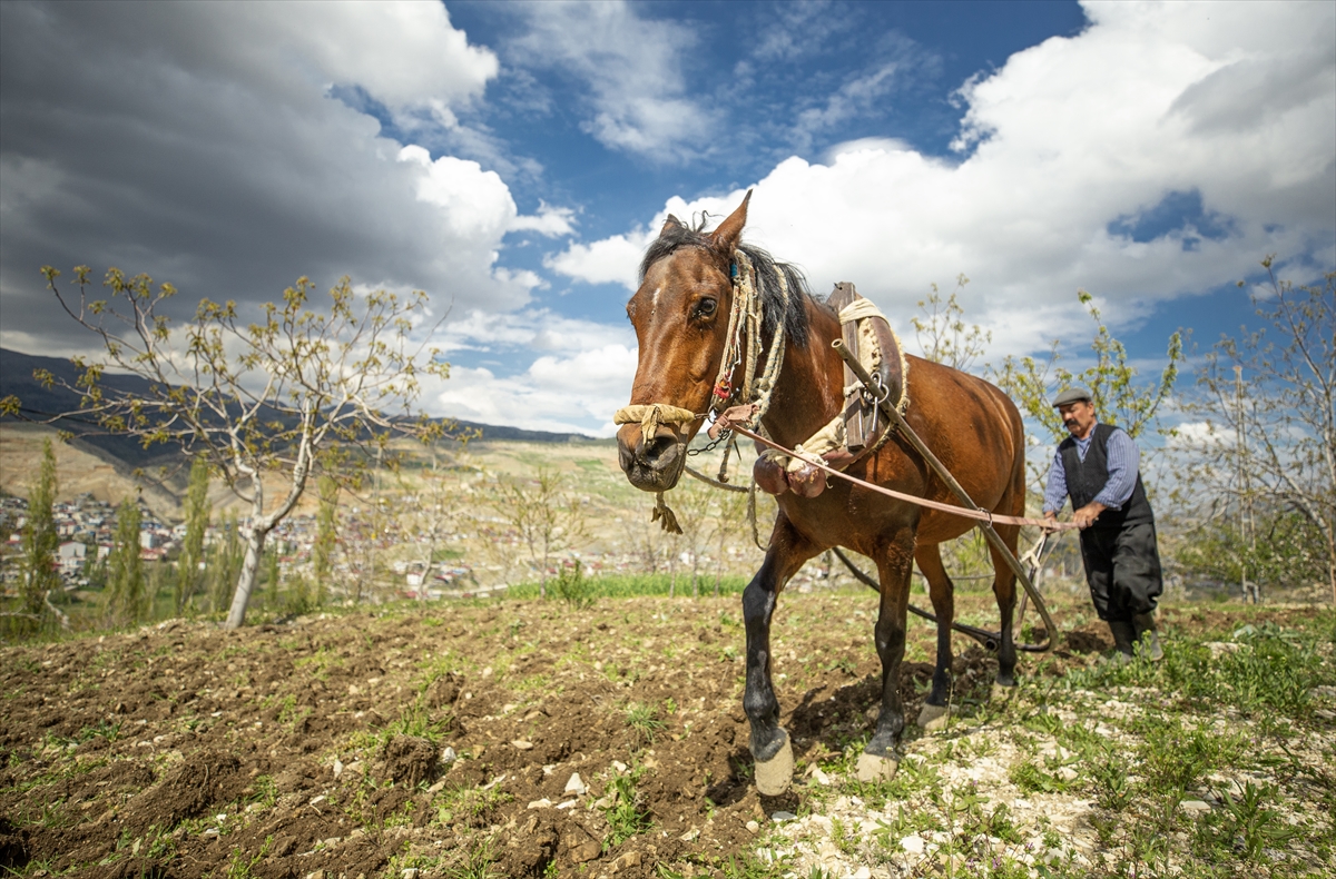 Ata koştuğu sabanla tarlaları sürüp iki oğlunun doktor olmalarını sağladı