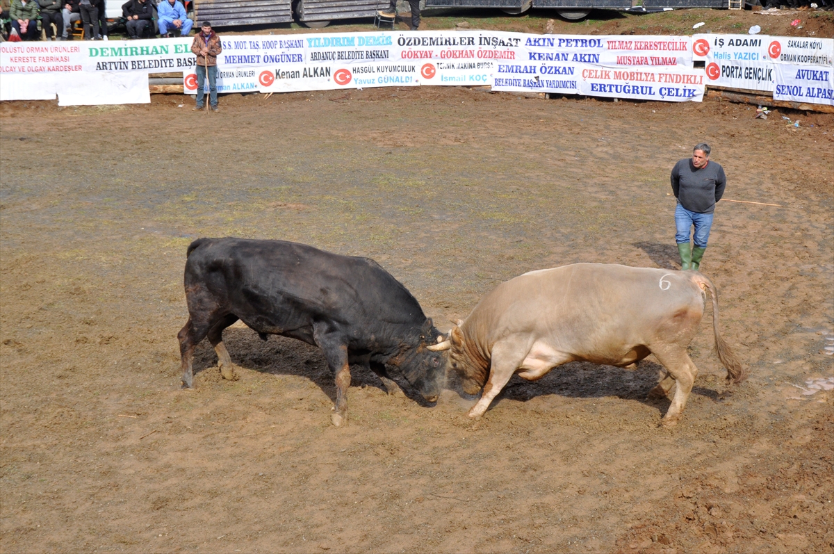 Artvin'de "Berta ve Çevre Köyleri Boğa Güreşleri Festivali" sona erdi