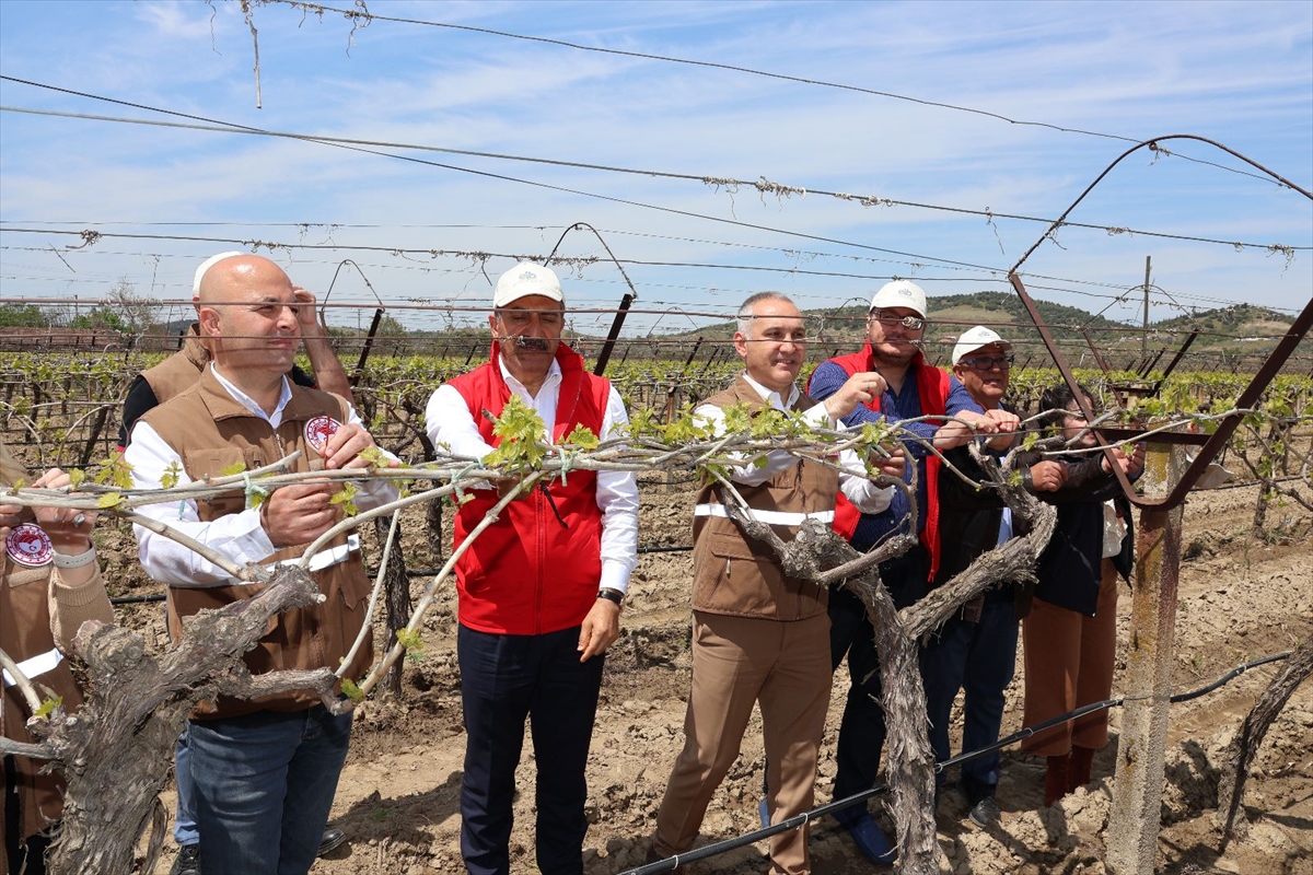 Manisa'daki üzüm üreticilerine, 50 bin salkım güvesi tuzağı dağıtıldı