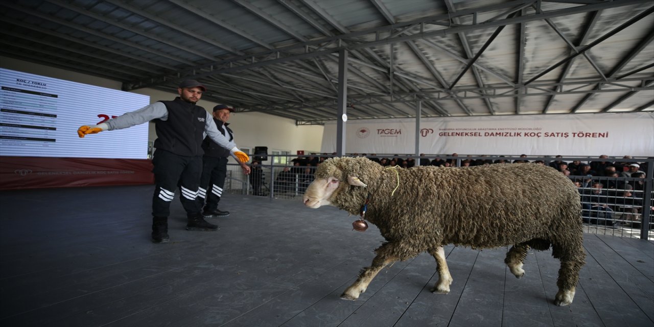 Bandırma'da açık artırmayla 160 damızlık koç satıldı.