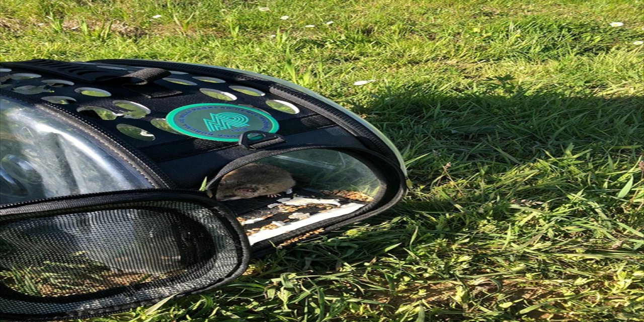 Yaralı bulunan yediuyur tedavisinin ardından doğaya bırakıldı.