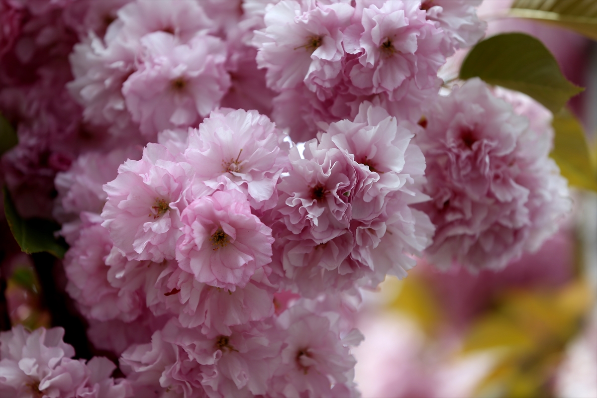 Kapadokya'da "sakura" çiçekleri lezzete dönüşüyor
