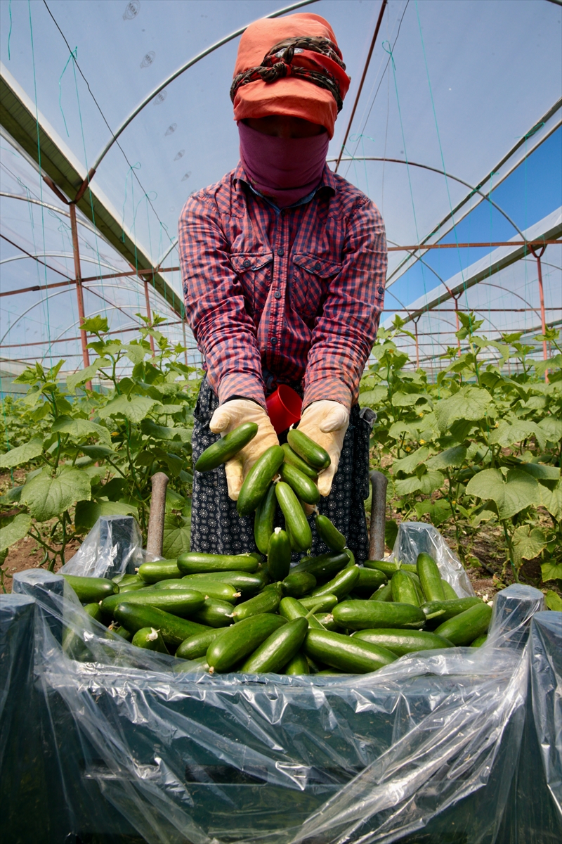 Kahramanmaraşlı depremzede çiftçiler hasat için serada
