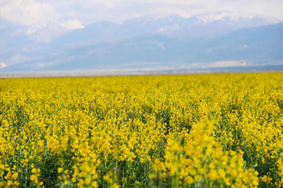 "Eber sarısı"nı koparmanın cezası 244 bin 315 lira