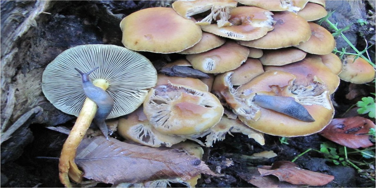 En çok zehirlenmeye yol açan mantar cinsi "köygöçüren"