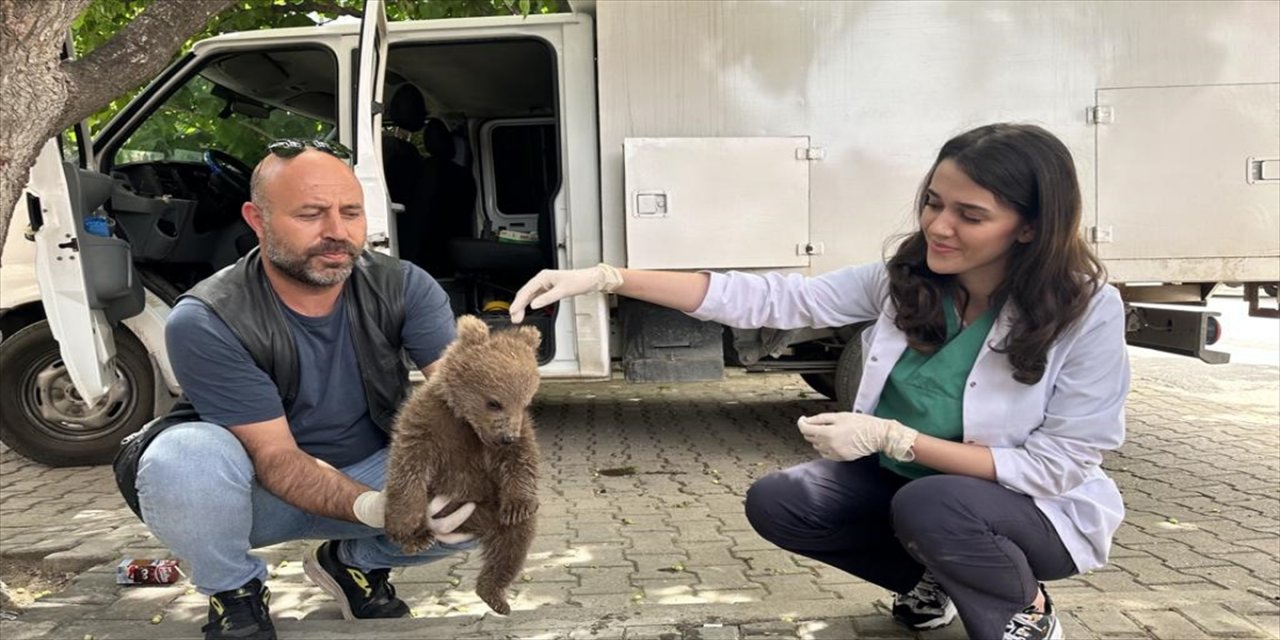 Bursa'da bulunan yavru ayı Milli Parklar Genel Müdürlüğüne teslim edilecek.