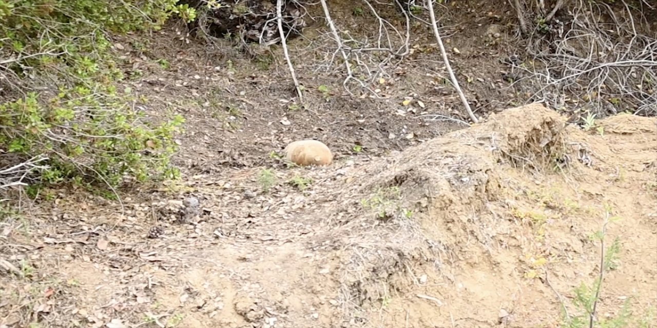 Gelibolu Yarımadası'nda Çanakkale Savaşından kalma top mermisi bulundu.