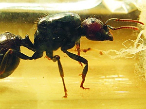 Hasta karıncalar ölmeden yuvayı terkediyor