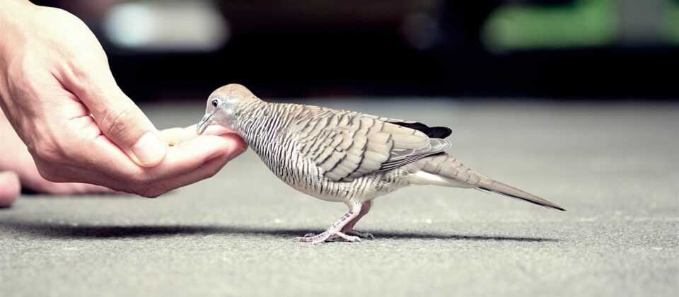 MERHAMET Mİ ACIMAK MI?