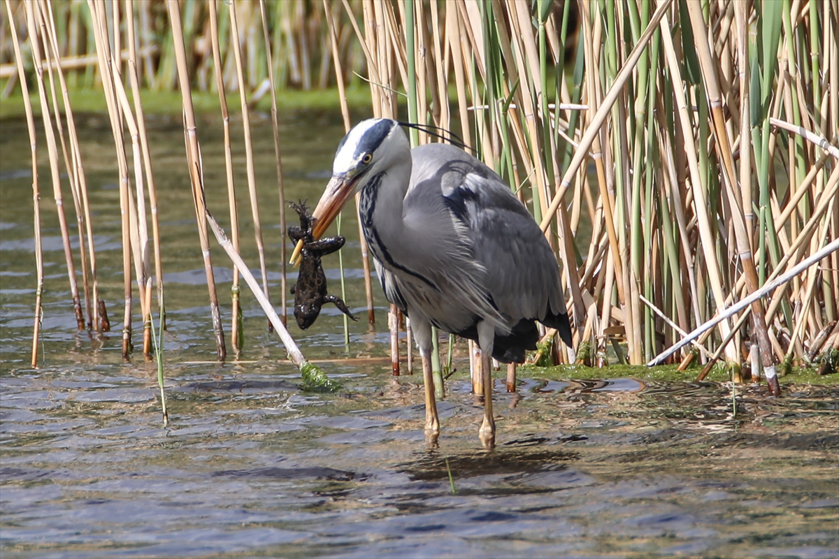 Gri balıkçılın kurbağa avı kameraya takıldı
