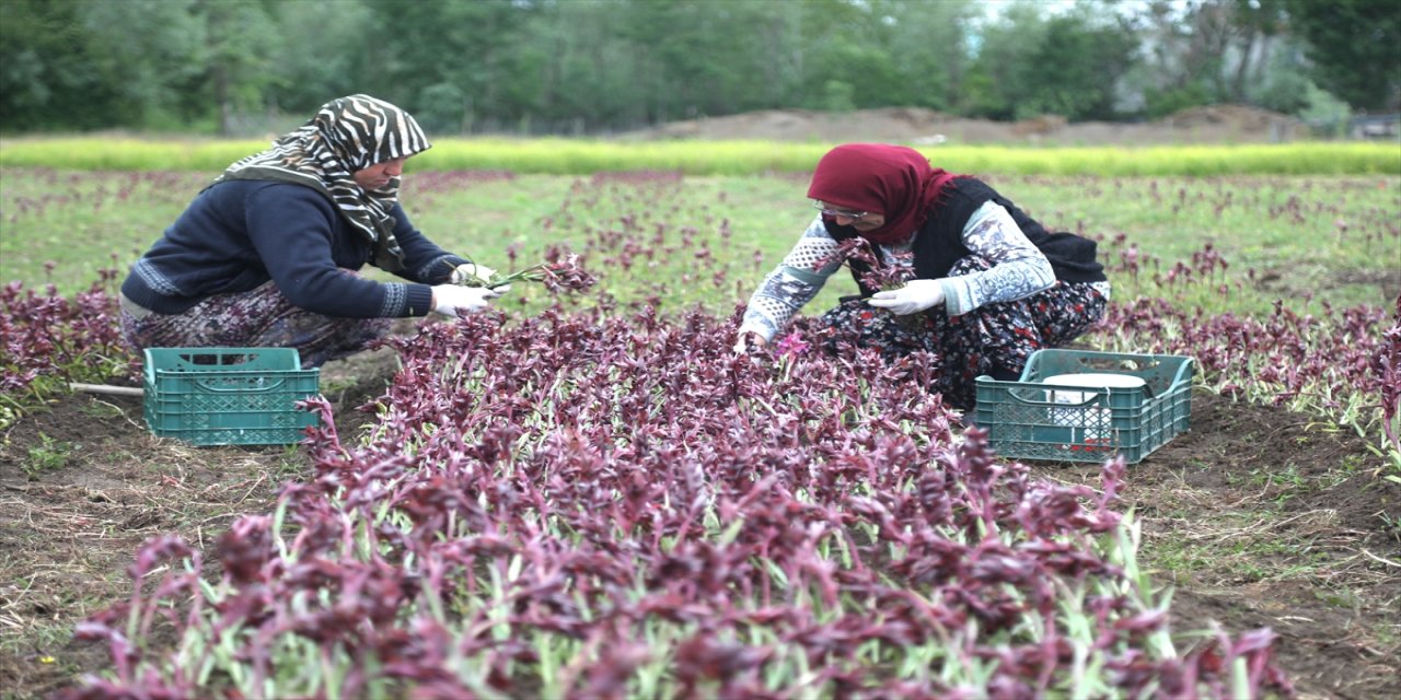 Samsun'da özel izinle üretilen salep orkidesi hasat edilmeye başlandı.