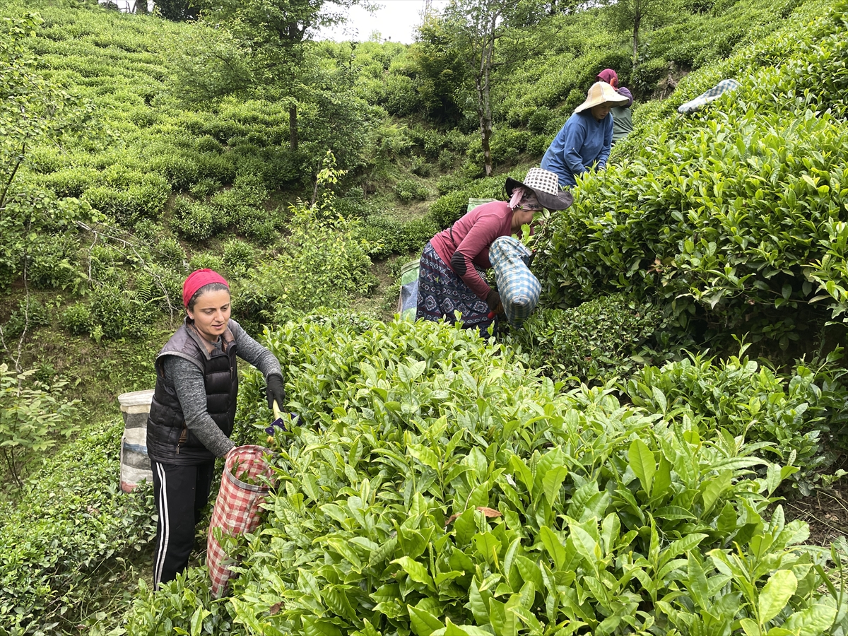 "Çay Sokağı" konutlarına çay üreticilerinden destek