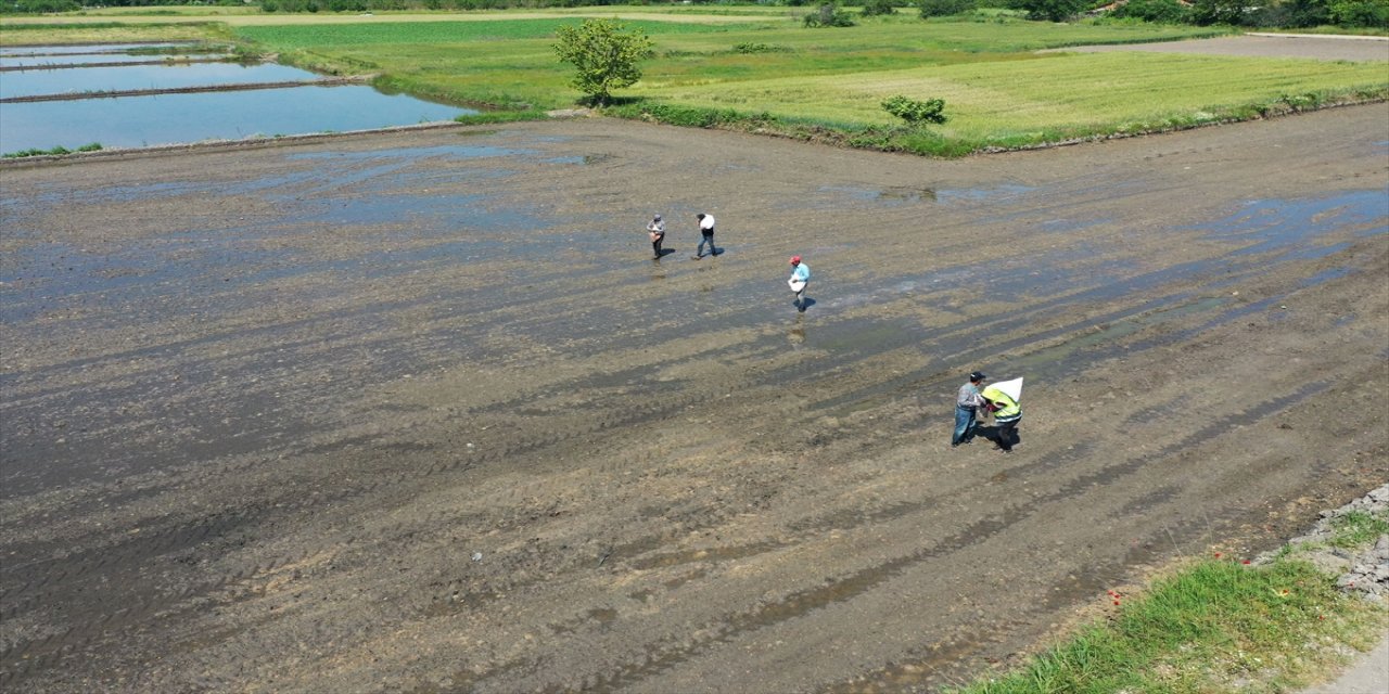Edirne'de çeltik ekimine başlandı.