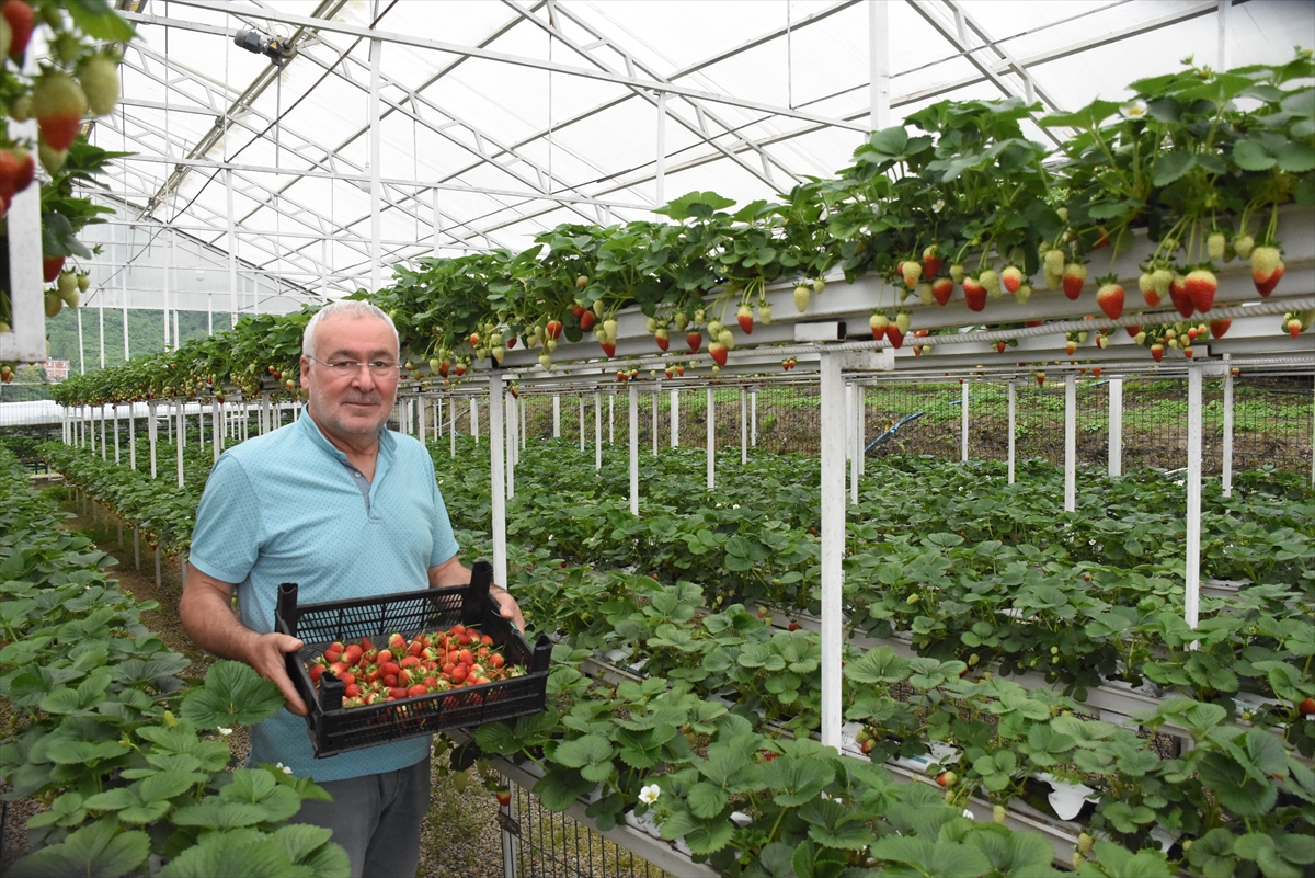 Giresun'da çilek üretimi fındıktan sonra gelir kaynağı haline geldi