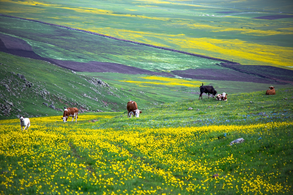 Ardahan  canlanan doğasıyla dağcıların rotasında