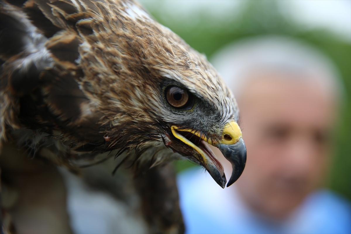 Bingöl'de kanadına kemik nakledilen şahin doğaya salındı
