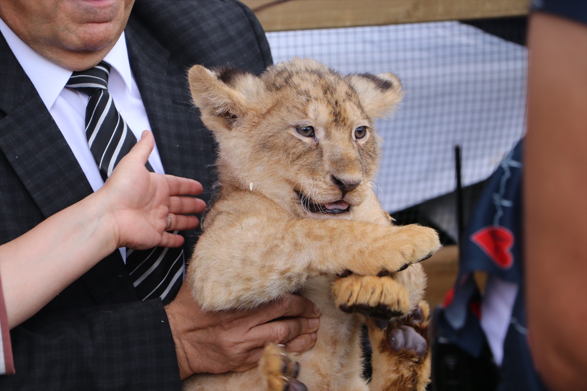 Cumhurbaşkanı Erdoğan'a hediye edilen aslanların Gaziantep'te dünyaya gelen dört yavrusu tanıtıldı