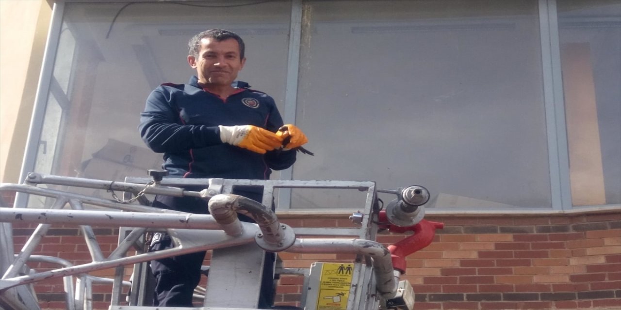 Kahramanmaraş'ta ayağına ip dolanan kırlangıcı itfaiye kurtardı