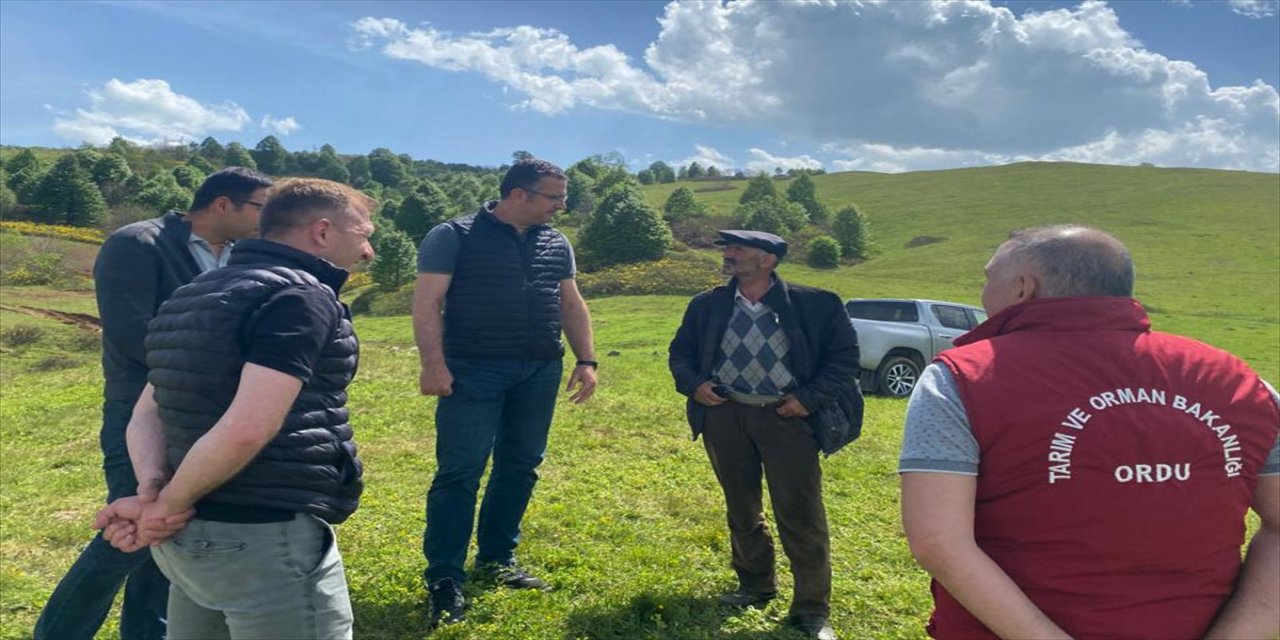 Ordu'da yaylada ayı saldırısında 76 koyun öldü