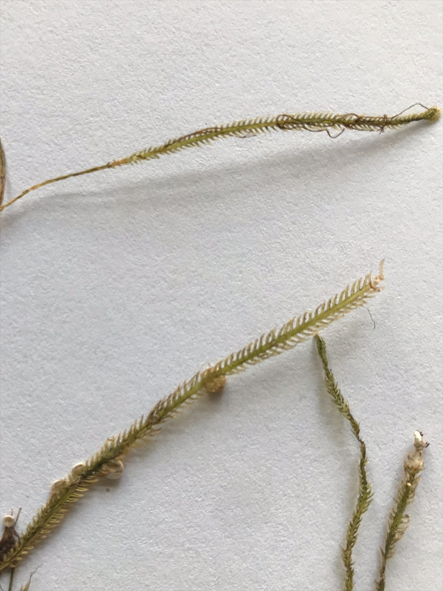 "Katil yosun"un yeni rotası Karadeniz mi?