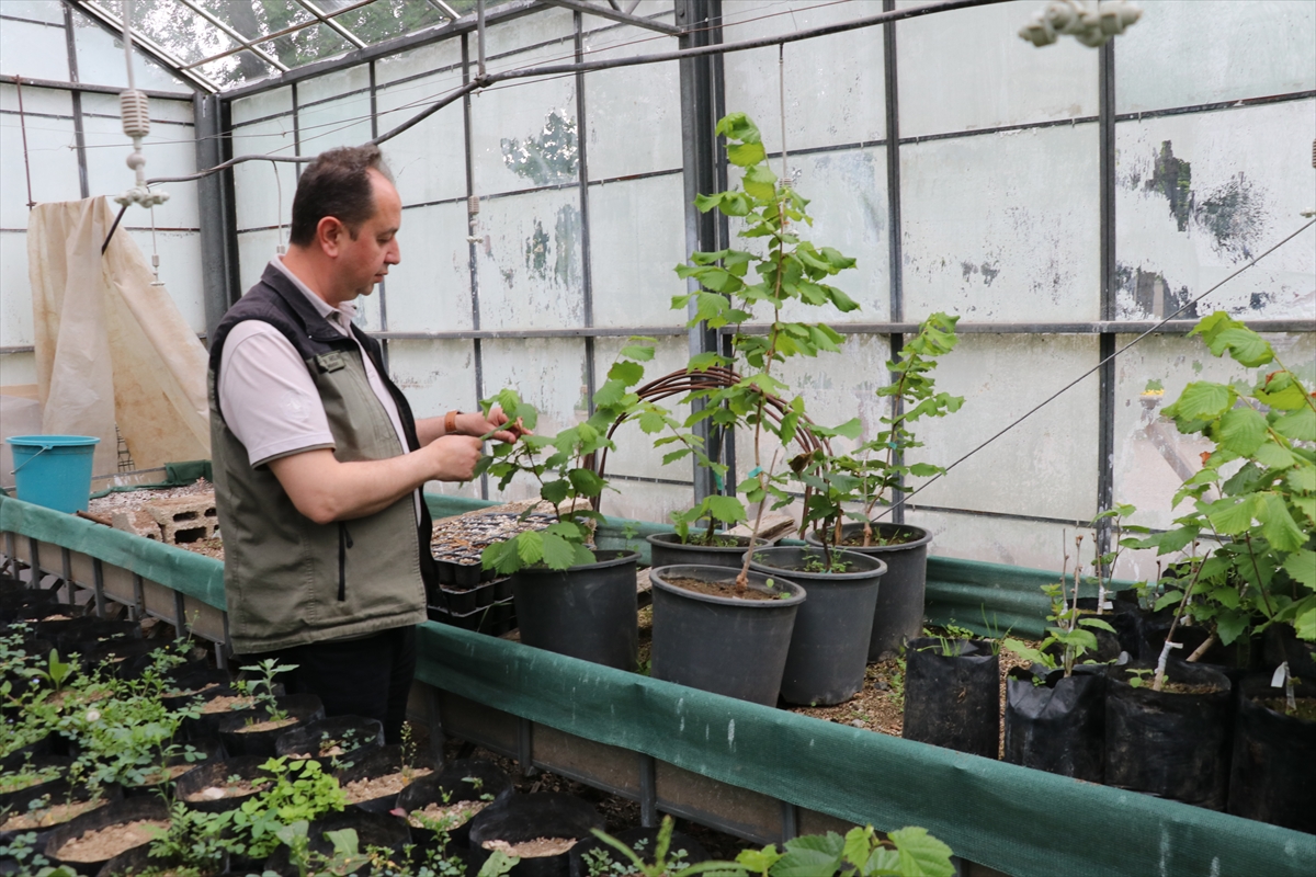 Tek gövdeli üretimle fındık bahçelerinde maliyeti düşürmeyi hedefliyorlar