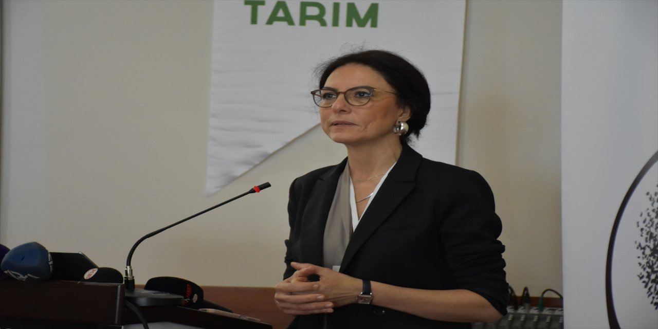 Ordu'da fındıkta iyi tarım uygulamaları yaygınlaşıyor