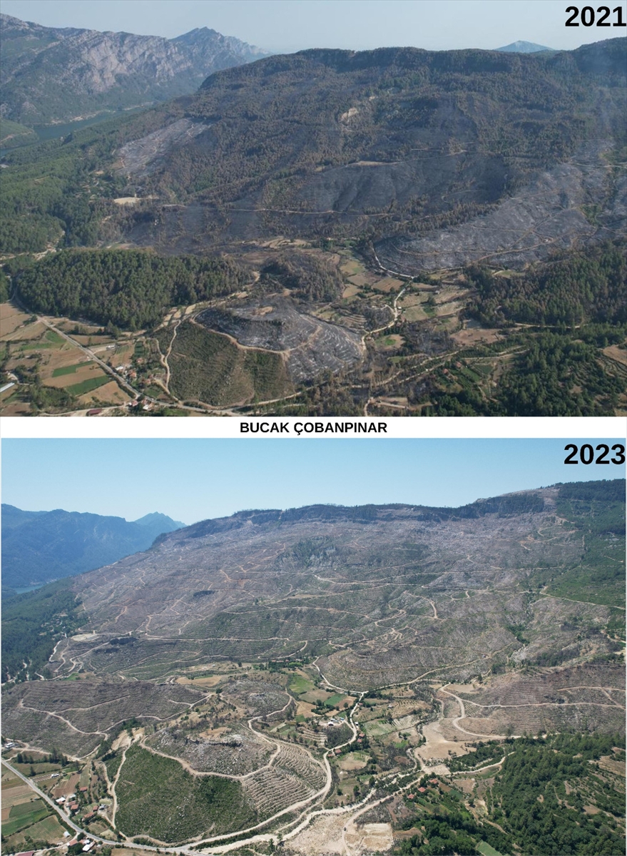 Orman yangınlarında zarar gören alanlarda  canlanıyor