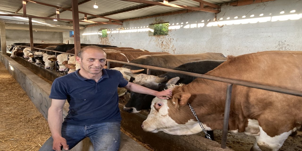 Çanakkaleli besicinin 1 ton 150 kilogramlık kurbanlığı satışta.