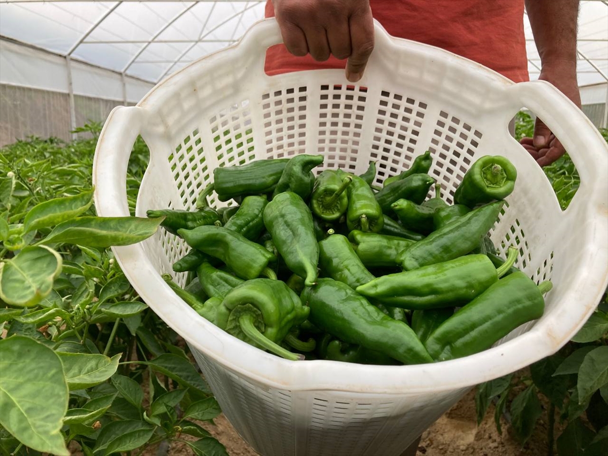 Manisa'nın coğrafi işaret tescilli "Emcelli biberi"nde hasat başladı